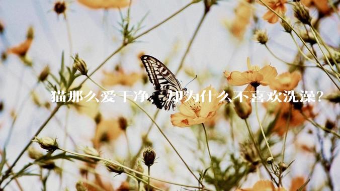 猫那么爱干净,却为什么不喜欢洗澡?